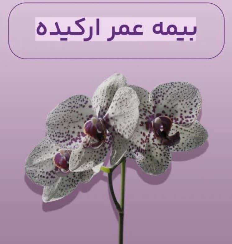 بیمه عمر ارکیده